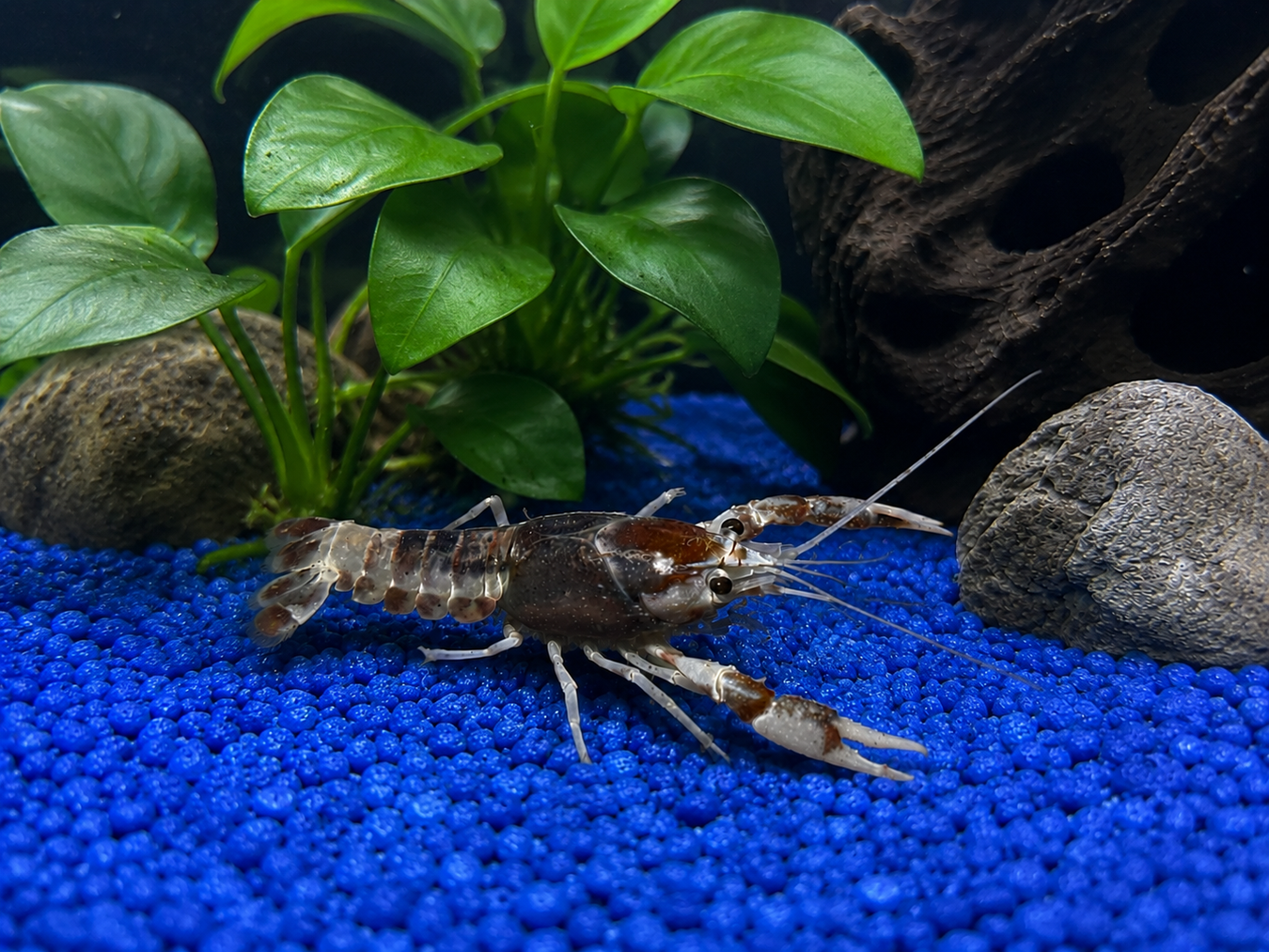"Chocolate Ghost" Crayfish