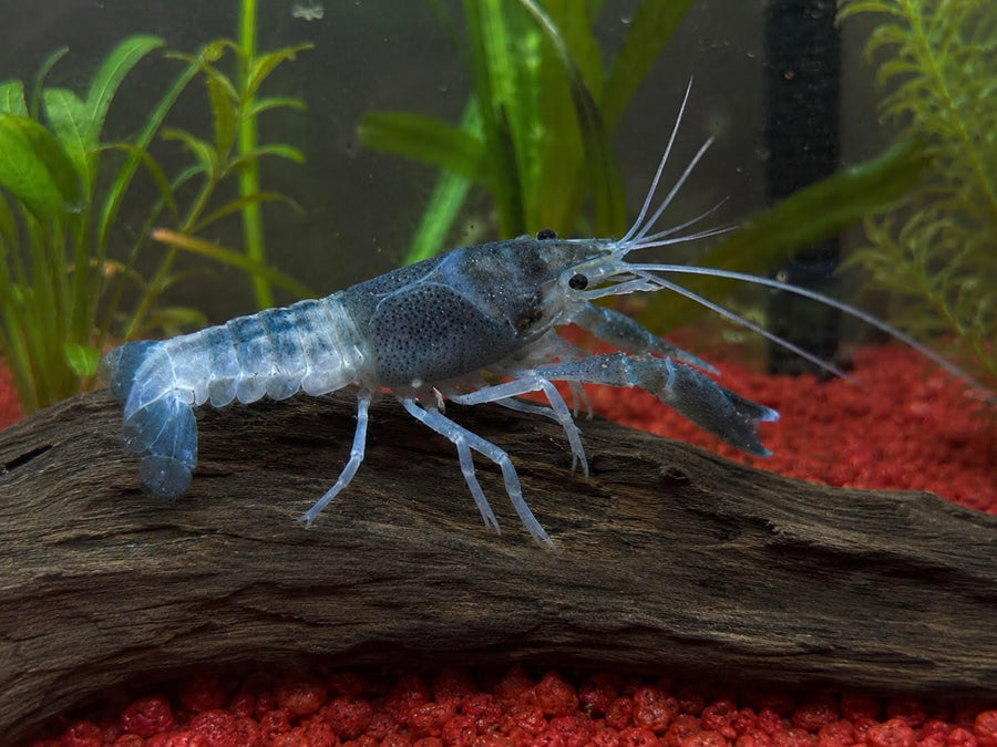 "Blue Ghost" Crayfish