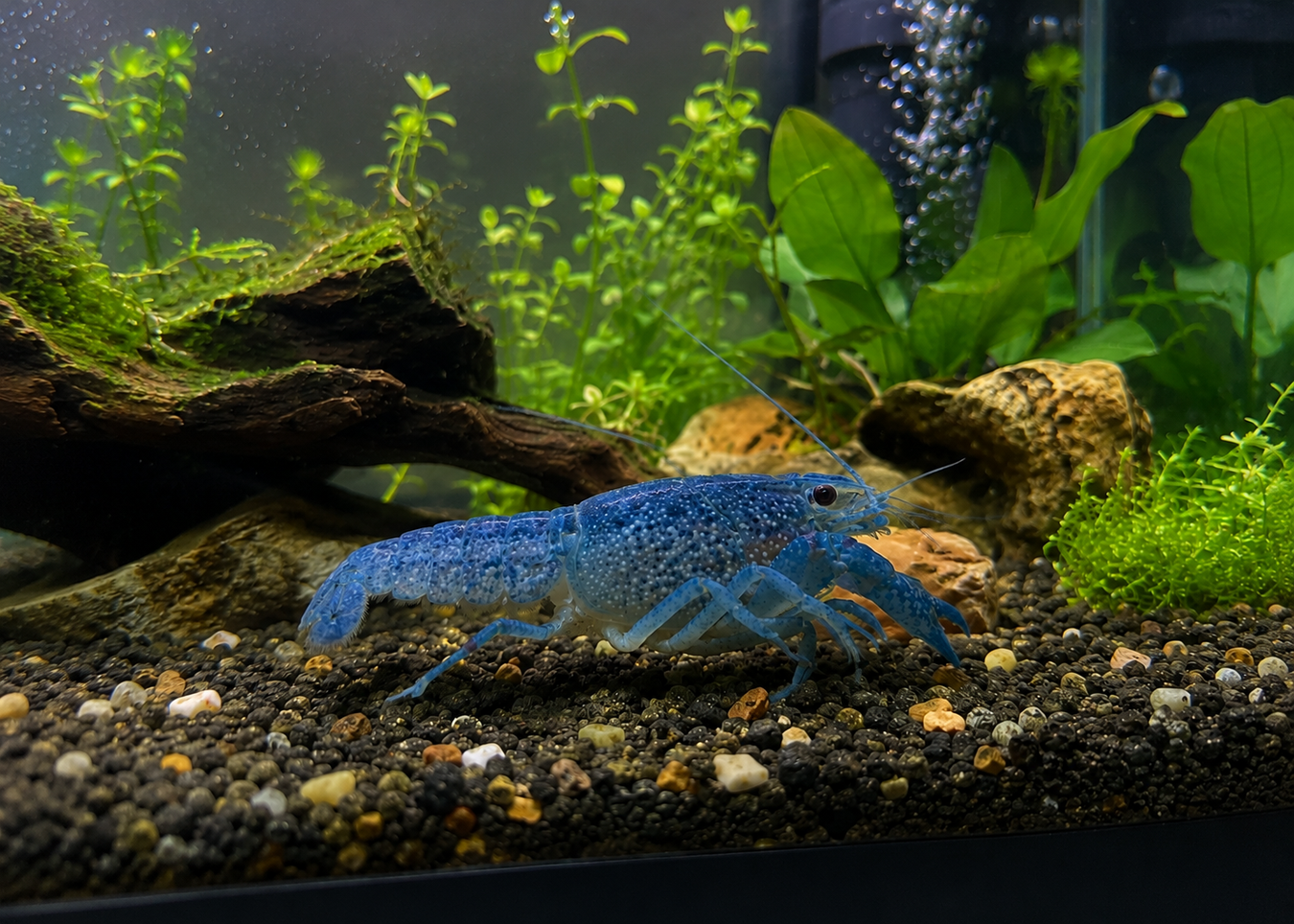 "Electric Blue Lobster" Crayfish