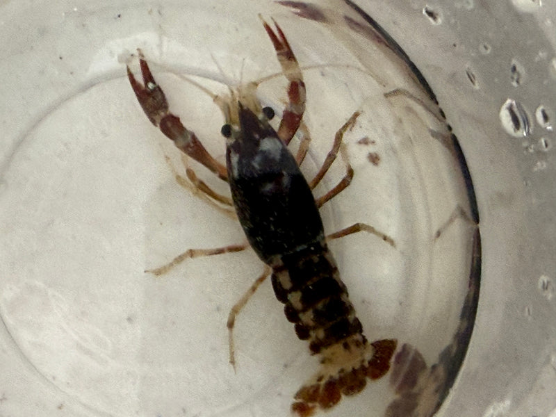 Procambarus clarkii "Chocolate Ghost" Lobster Female Pet Crayfish