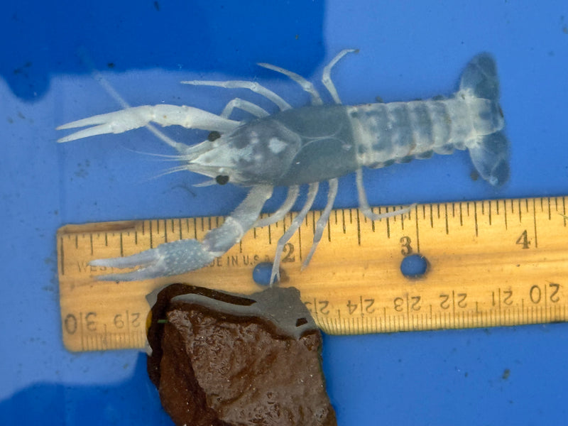 Procambarus clarkii "Blue Ghost" Lobster Male Pet Crayfish