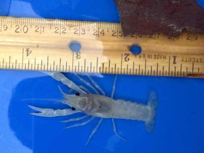 Procambarus alleni "White Spectre" Male Pet Crayfish