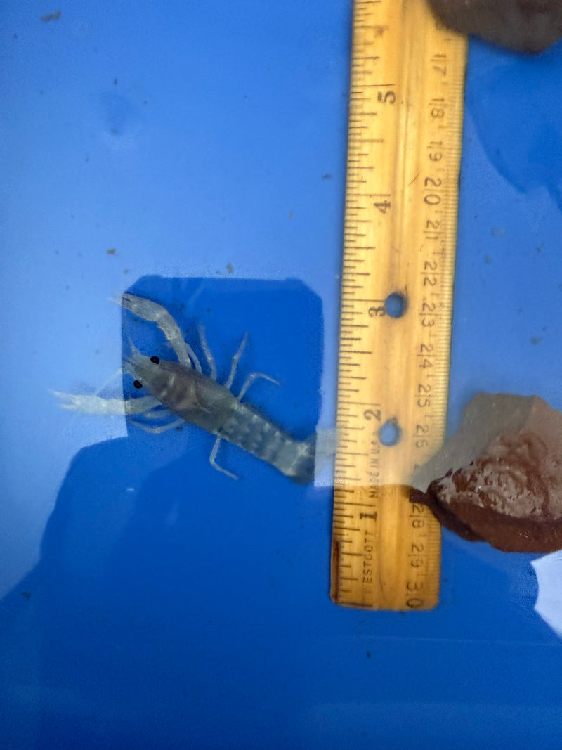 Procambarus clarkii "Blue Ghost" Lobster Male Pet Crayfish