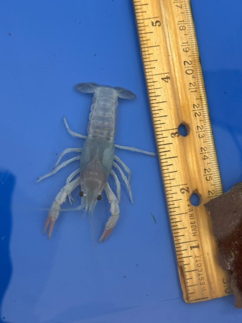 Procambarus clarkii "Blue Ghost" Lobster Female Pet Crayfish