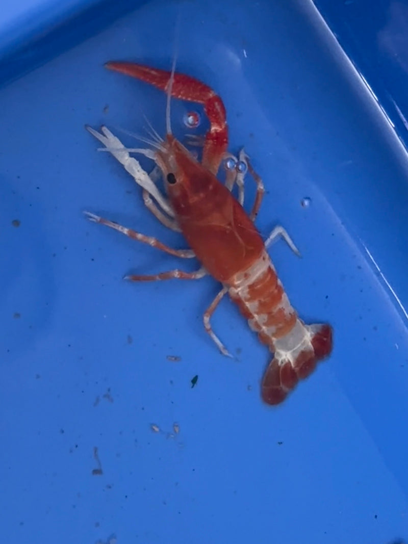 Procambarus clarkii "Orange Ghost" Lobster Male Pet Crayfish