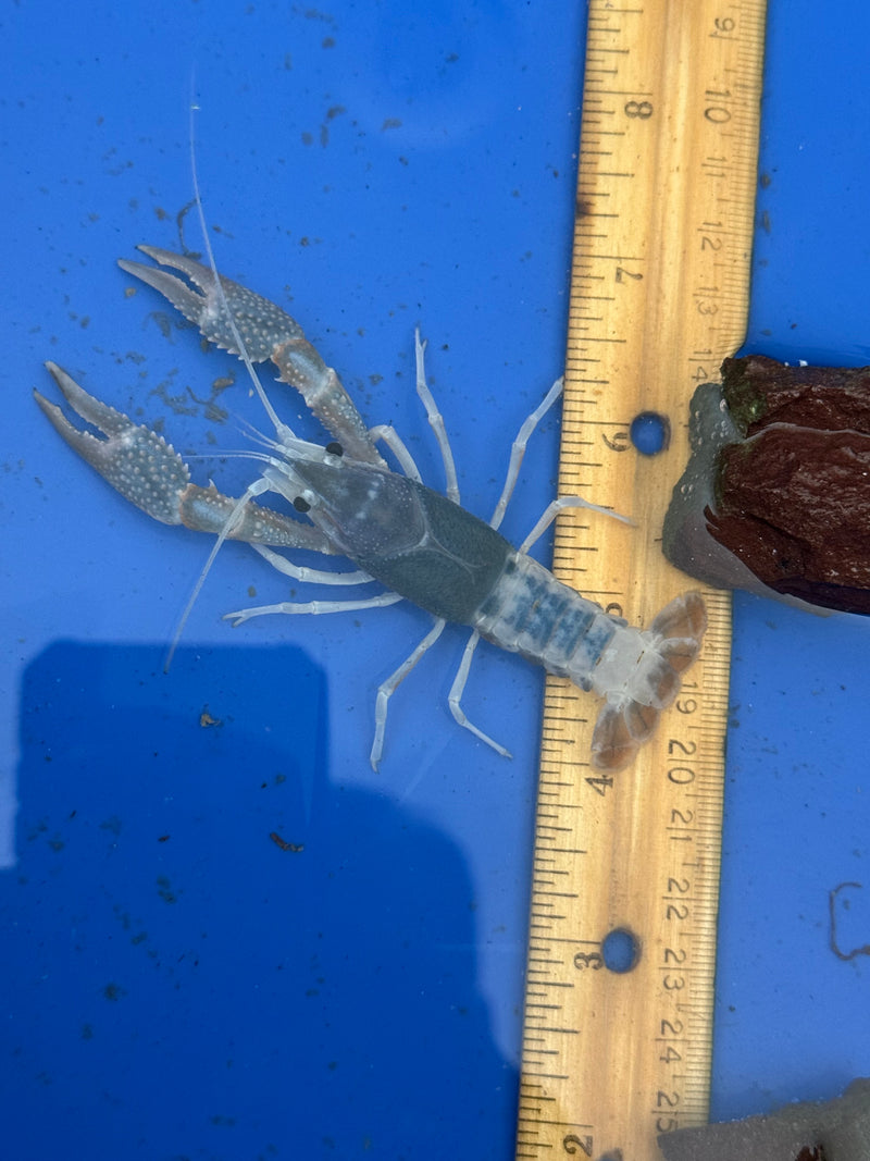 Procambarus clarkii "Tricolor Ghost" Lobster Male Pet Crayfish