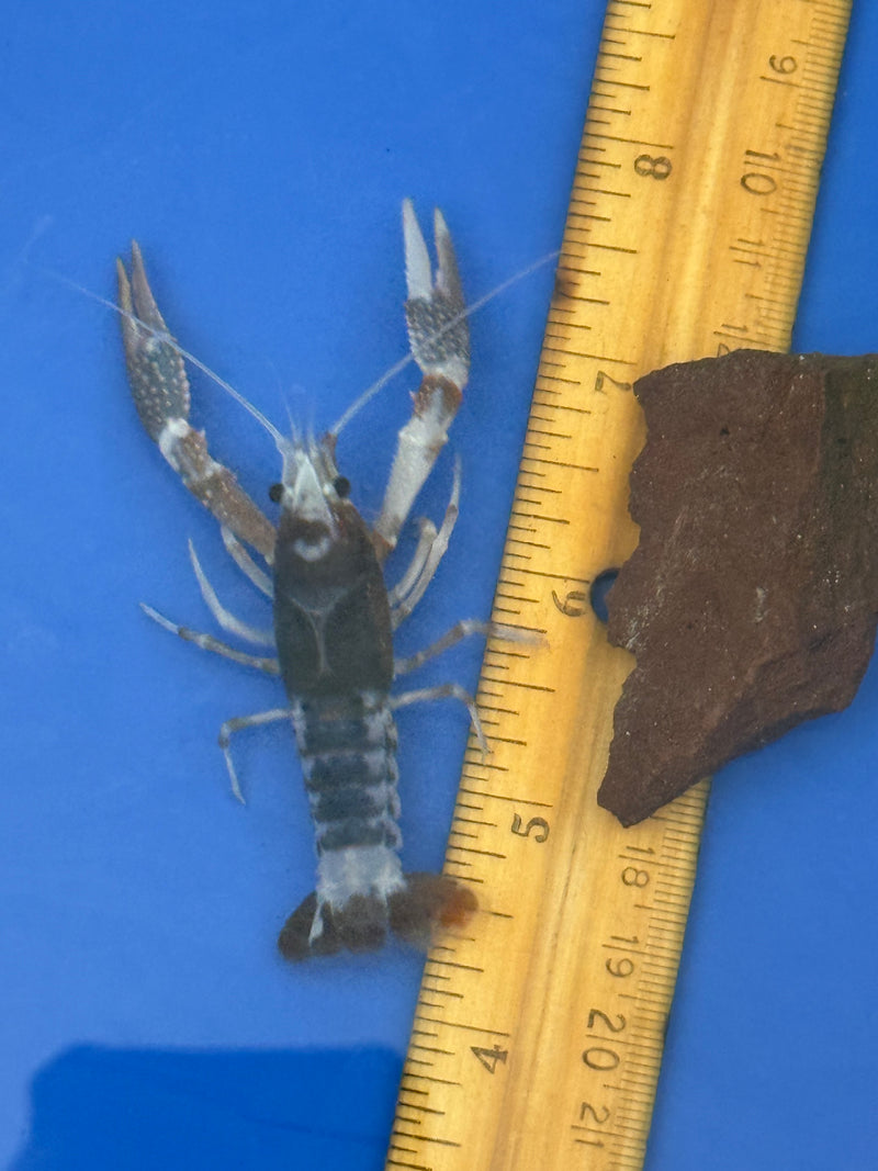 Procambarus clarkii "Tricolor Ghost" Lobster Male Pet Crayfish