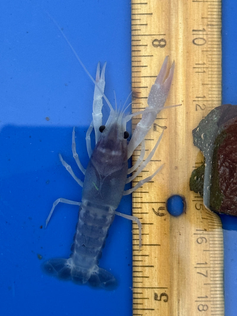 Procambarus clarkii "Blue Ghost" Lobster Male Pet Crayfish