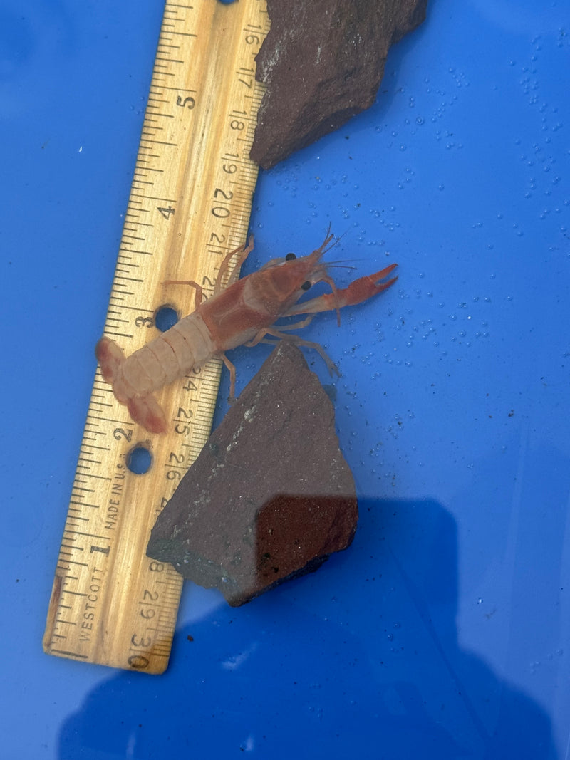 Procambarus clarkii "Orange Ghost" Lobster Female Pet Crayfish