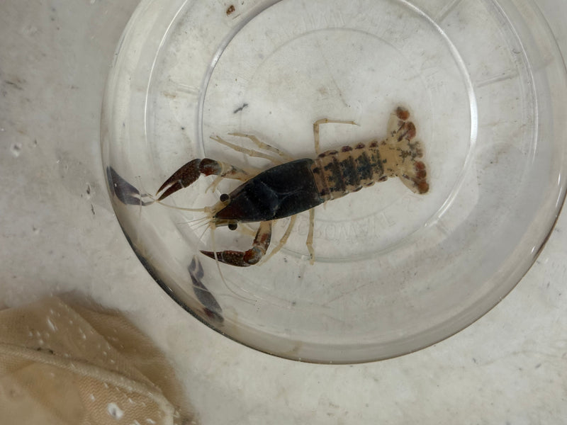 Procambarus clarkii "Tricolor Ghost" Lobster Female Pet Crayfish