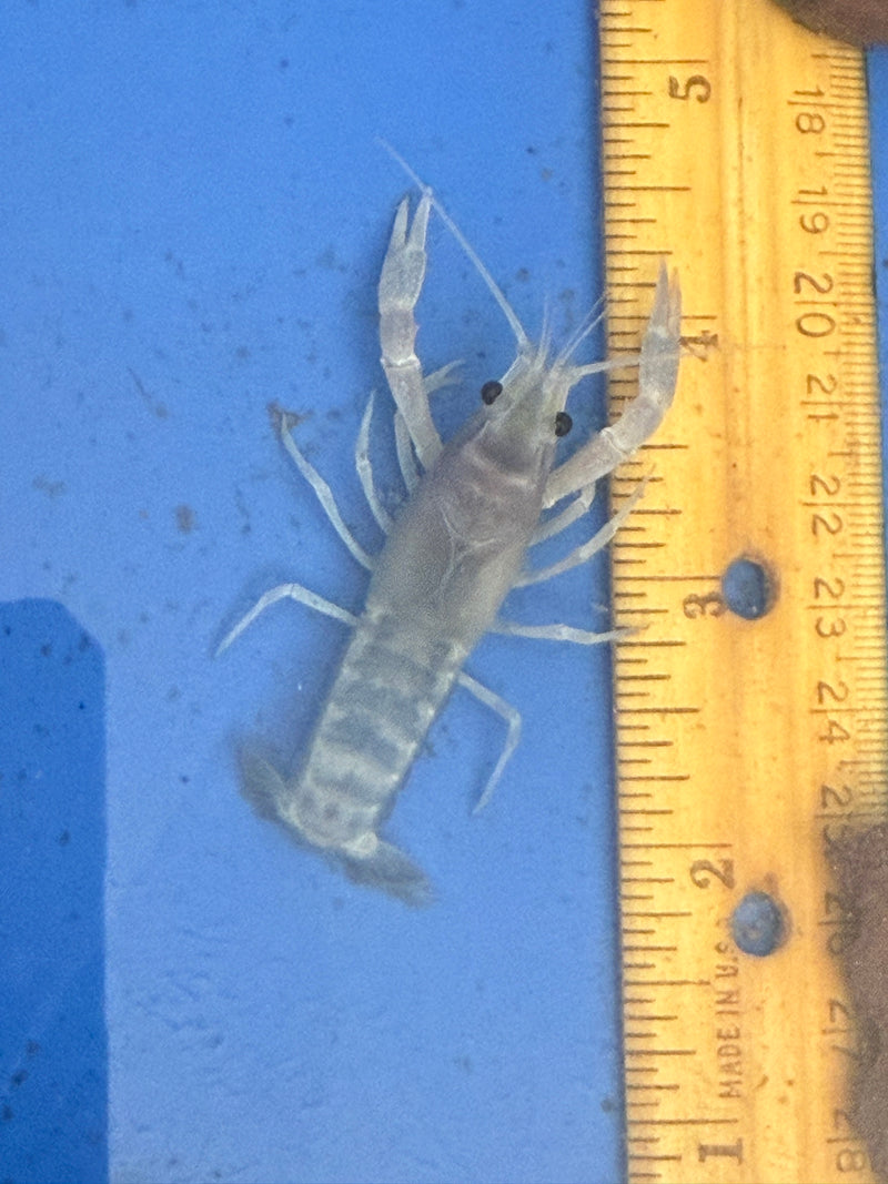 Procambarus clarkii "Blue Ghost" Lobster Male Pet Crayfish