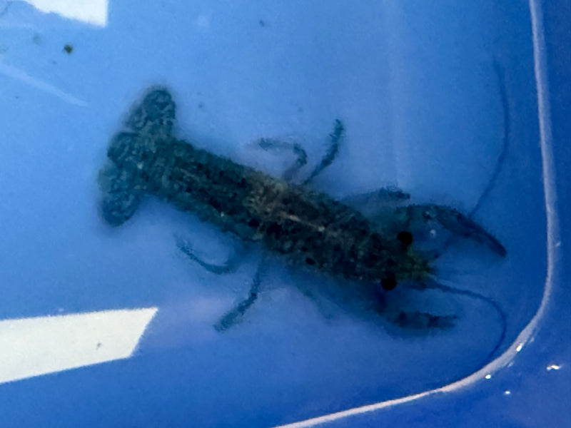 Procambarus alleni "Electric Blue Lobster" Female Pet Crayfish