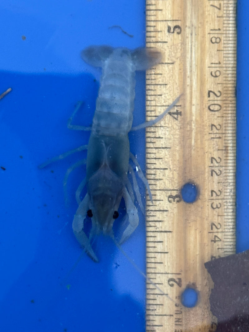 Procambarus clarkii "Blue Ghost" Lobster Female Pet Crayfish