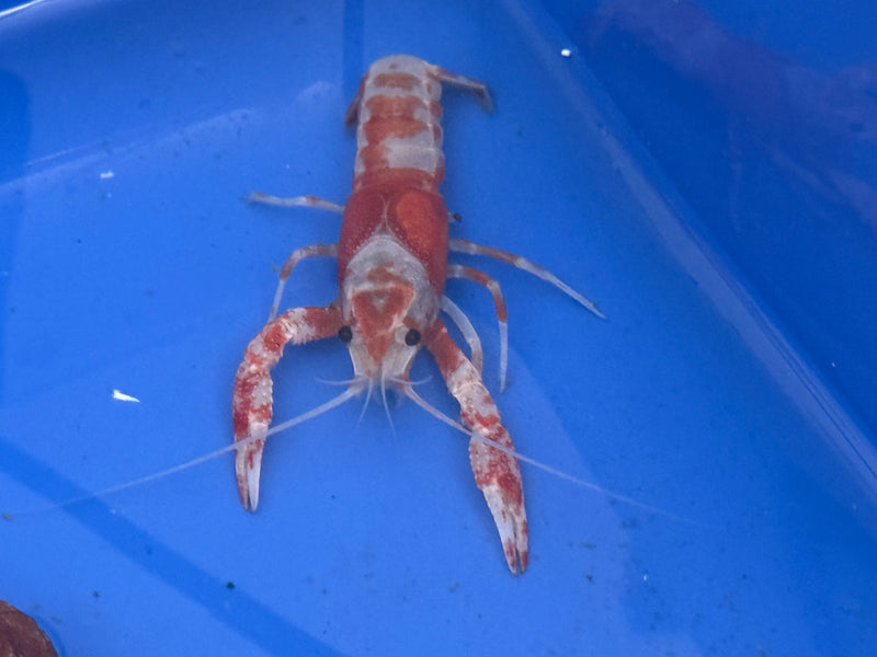 Procambarus clarkii "Orange Ghost" Lobster Male Pet Crayfish