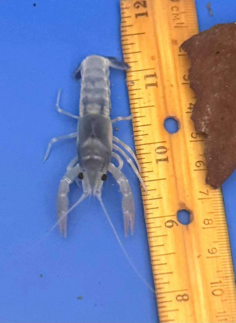 Procambarus clarkii "Blue Ghost" Lobster Male Pet Crayfish