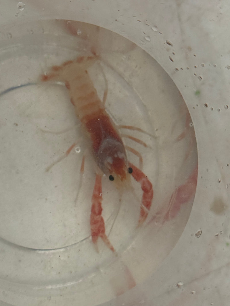 Procambarus clarkii "Orange Ghost" Lobster Male Pet Crayfish
