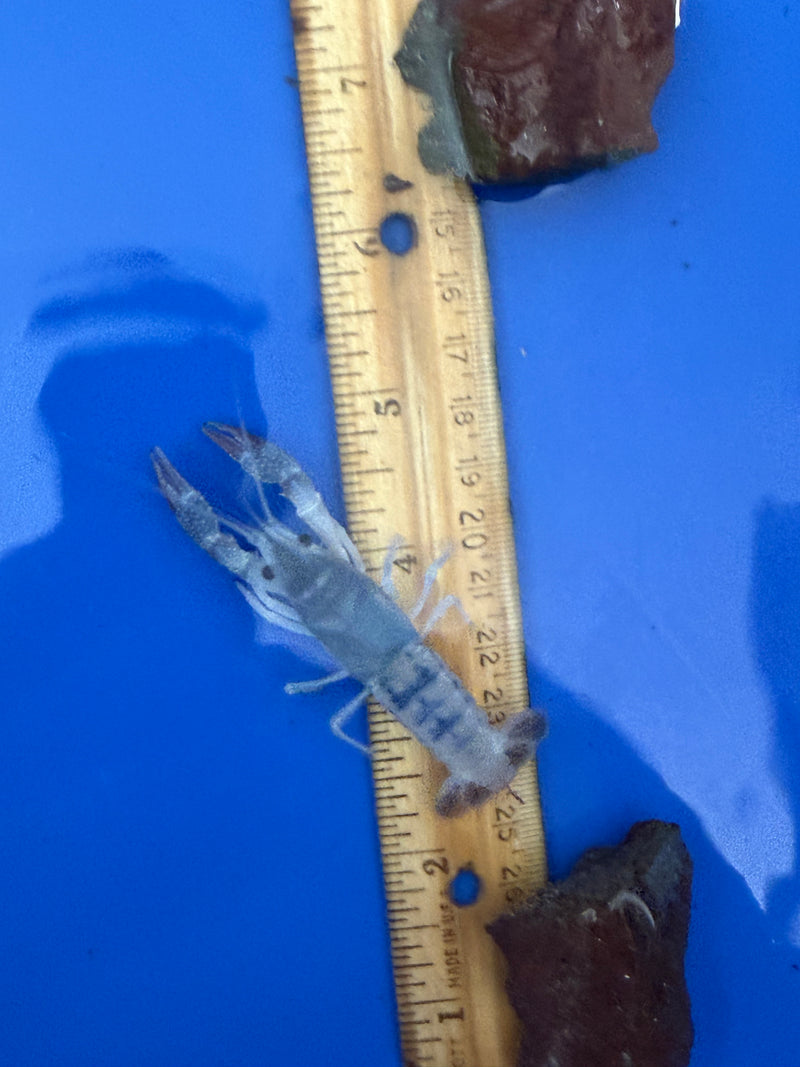 Procambarus clarkii "Blue Ghost" Lobster Female Pet Crayfish