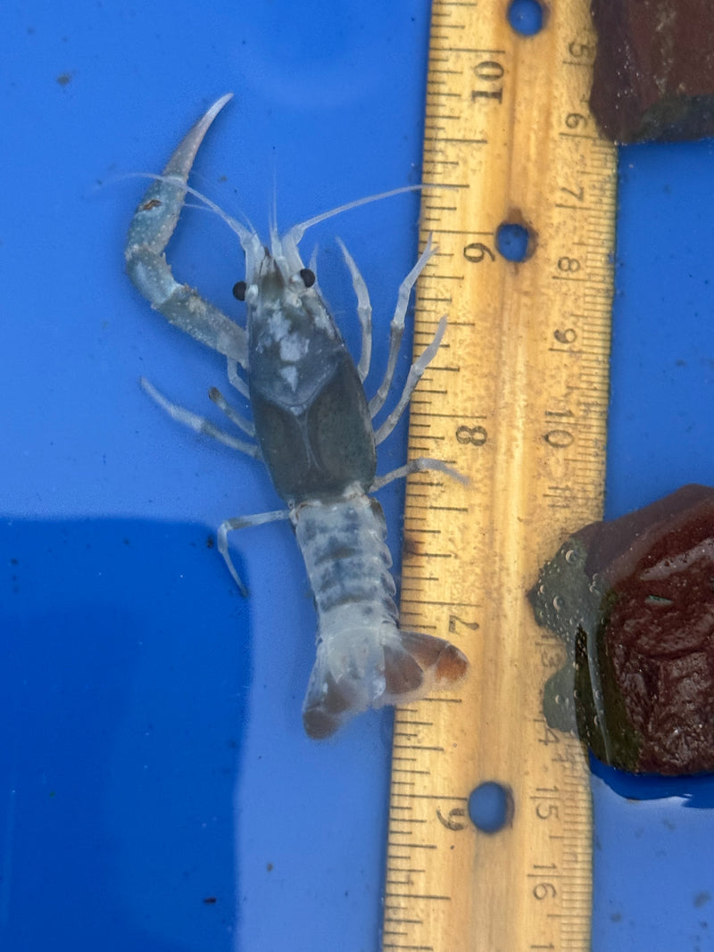 Procambarus clarkii "Tricolor Ghost" Lobster Male Pet Crayfish