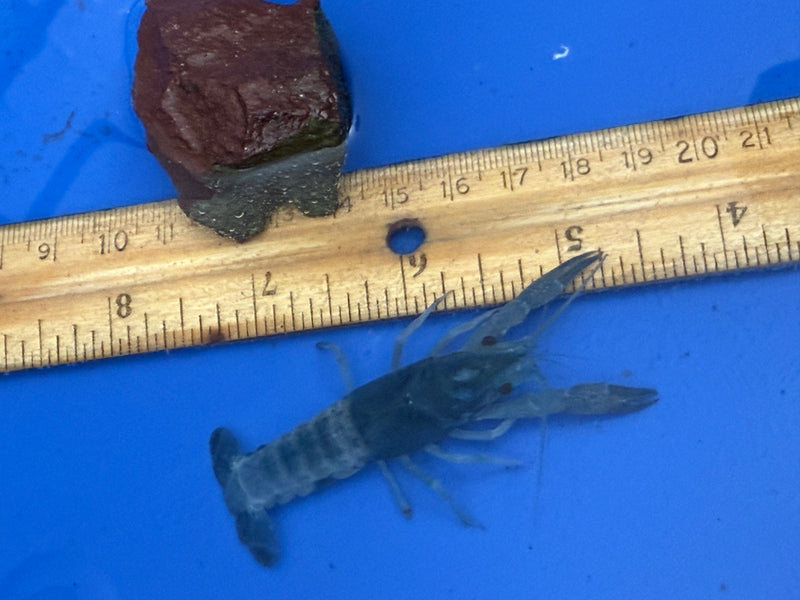 Procambarus clarkii "Blue Ghost" Lobster Female Pet Crayfish