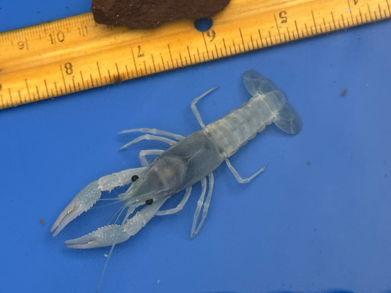 Procambarus clarkii "Blue Ghost" Lobster Male Pet Crayfish