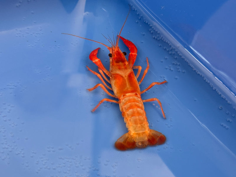 Procambarus clarkii "Orange Ghost" Lobster Female Pet Crayfish