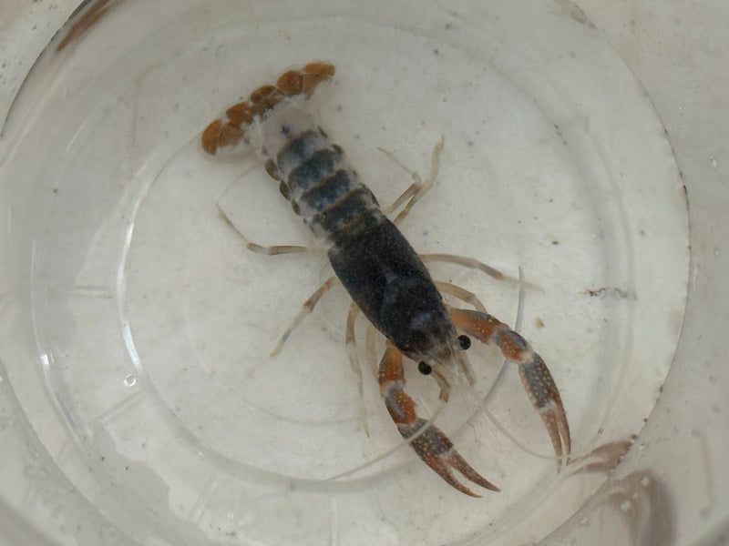 Procambarus clarkii "Tricolor Ghost" Lobster Female Pet Crayfish