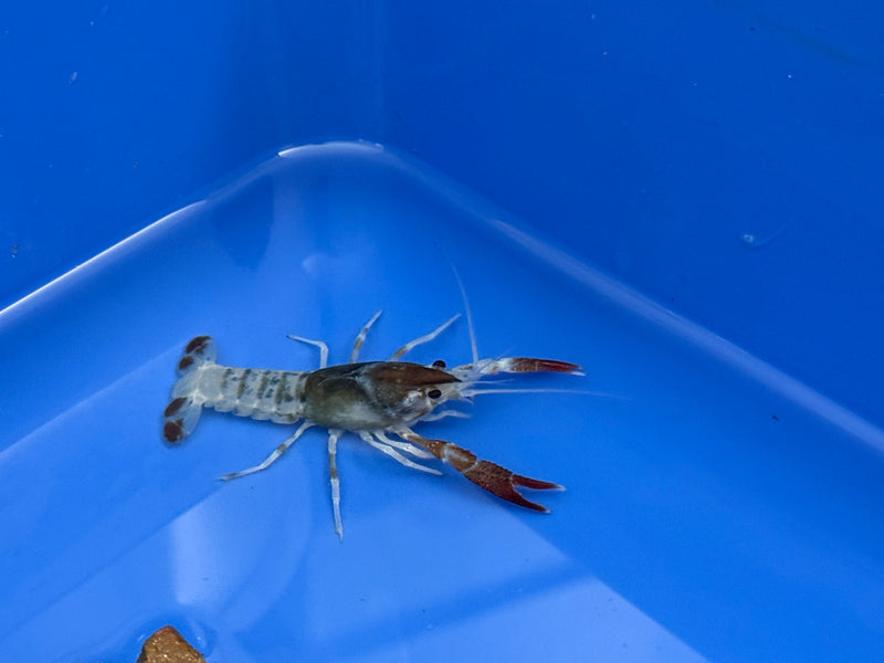 Procambarus clarkii "Tricolor Ghost" Lobster Male Pet Crayfish