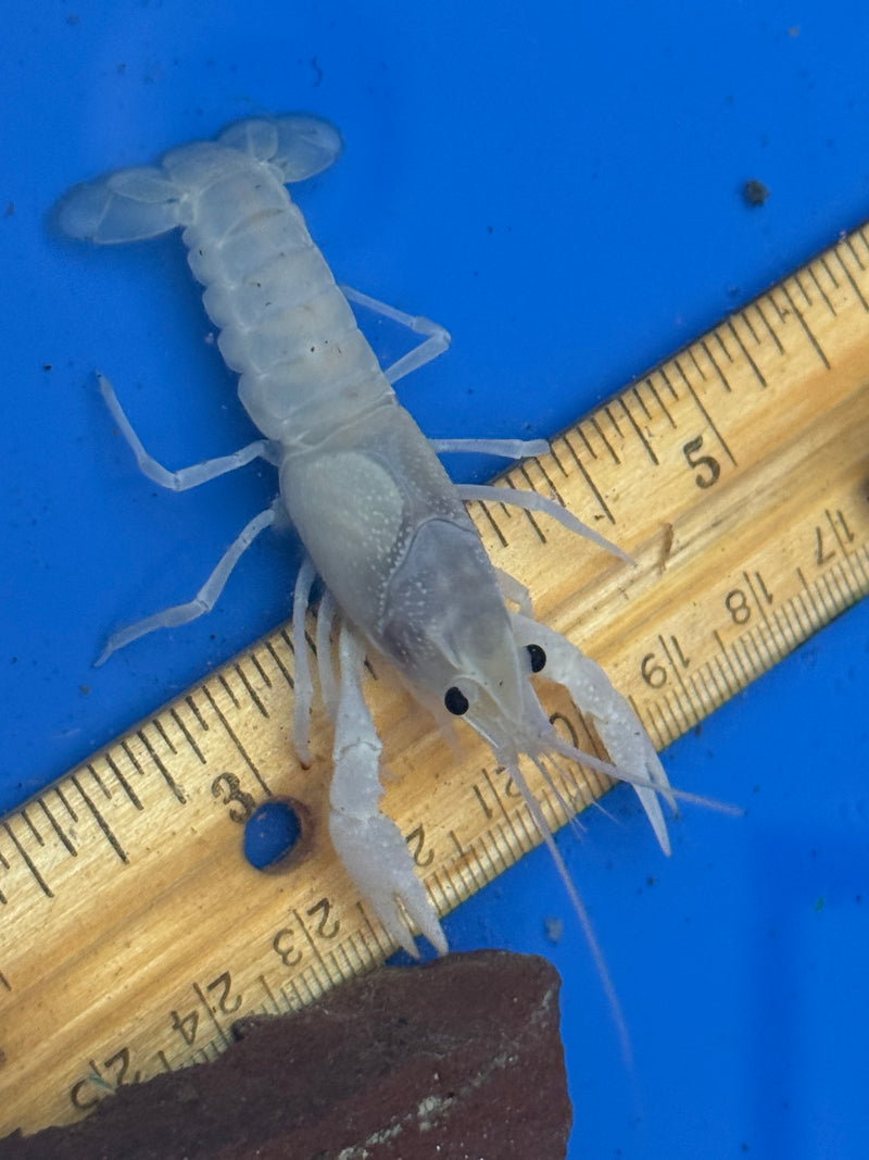 Procambarus alleni "White Spectre" Female Pet Crayfish