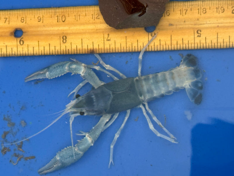 Procambarus clarkii "Blue Ghost" Lobster Male Pet Crayfish