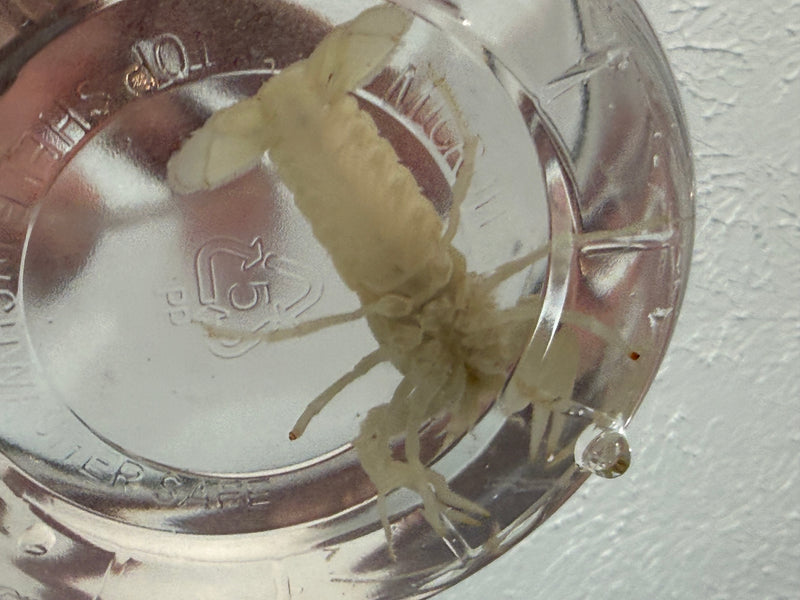 Procambarus alleni "White Spectre" Female Pet Crayfish