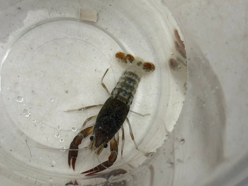 Procambarus clarkii "Chocolate Ghost" Lobster Male Pet Crayfish