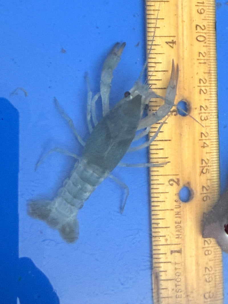 Procambarus clarkii "Blue Ghost" Lobster Male Pet Crayfish