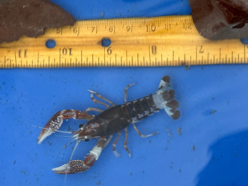 Procambarus clarkii "Chocolate Ghost" Lobster Male Pet Crayfish