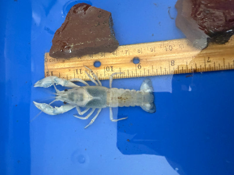 Procambarus clarkii "Blue Ghost" Lobster Male Pet Crayfish