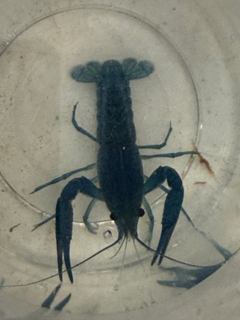 Procambarus alleni "Electric Blue Lobster" Male Pet Crayfish