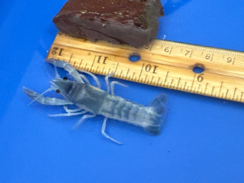 Procambarus clarkii "Blue Ghost" Lobster Female Pet Crayfish
