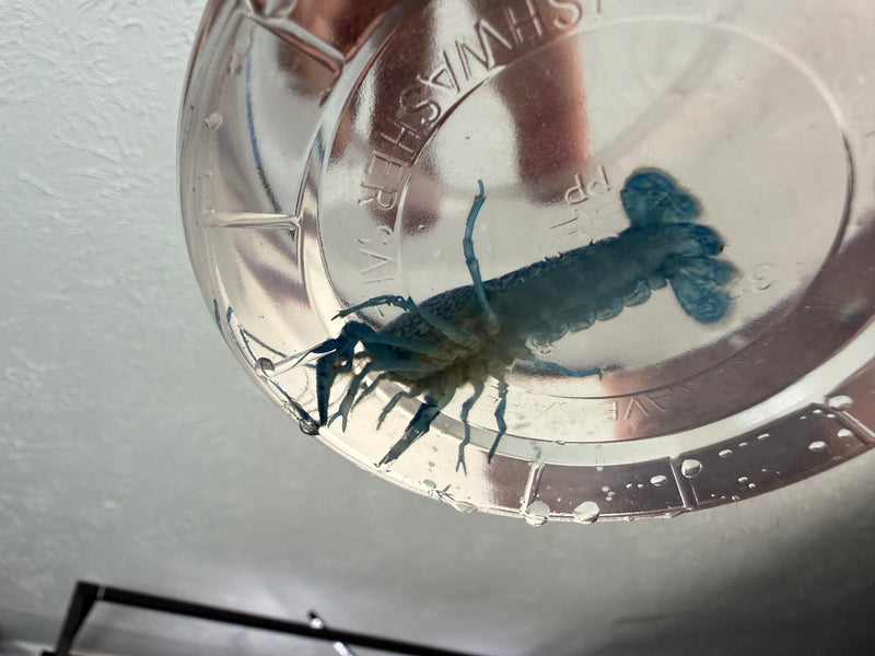 Procambarus alleni "Electric Blue Lobster" Female Pet Crayfish