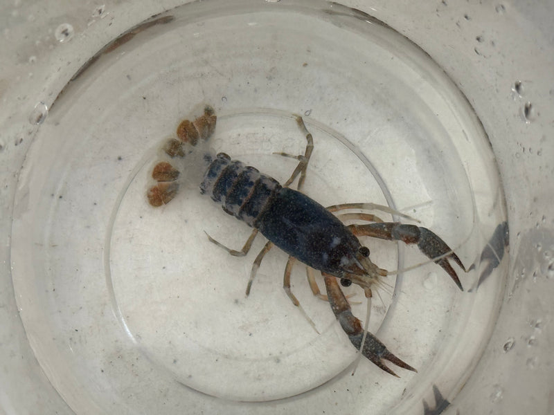 Procambarus clarkii "Tricolor Ghost" Lobster Female Pet Crayfish