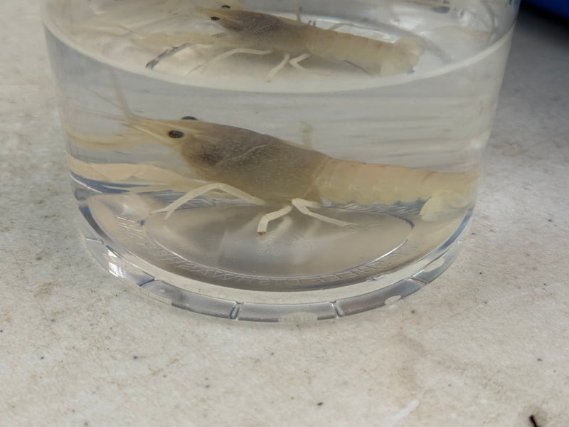 Procambarus alleni "White Spectre" Female Pet Crayfish