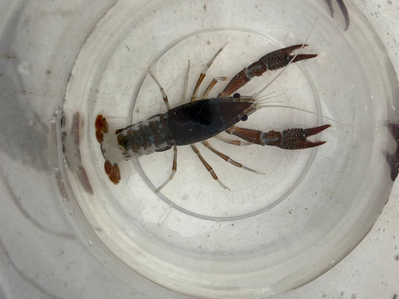 Procambarus clarkii "Tricolor Ghost" Lobster Female Pet Crayfish