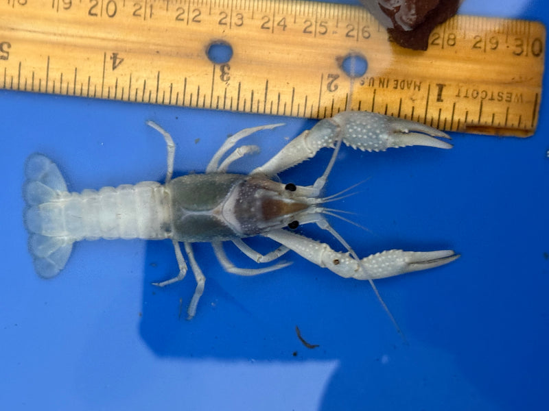 Procambarus clarkii "Blue Ghost" Lobster Male Pet Crayfish
