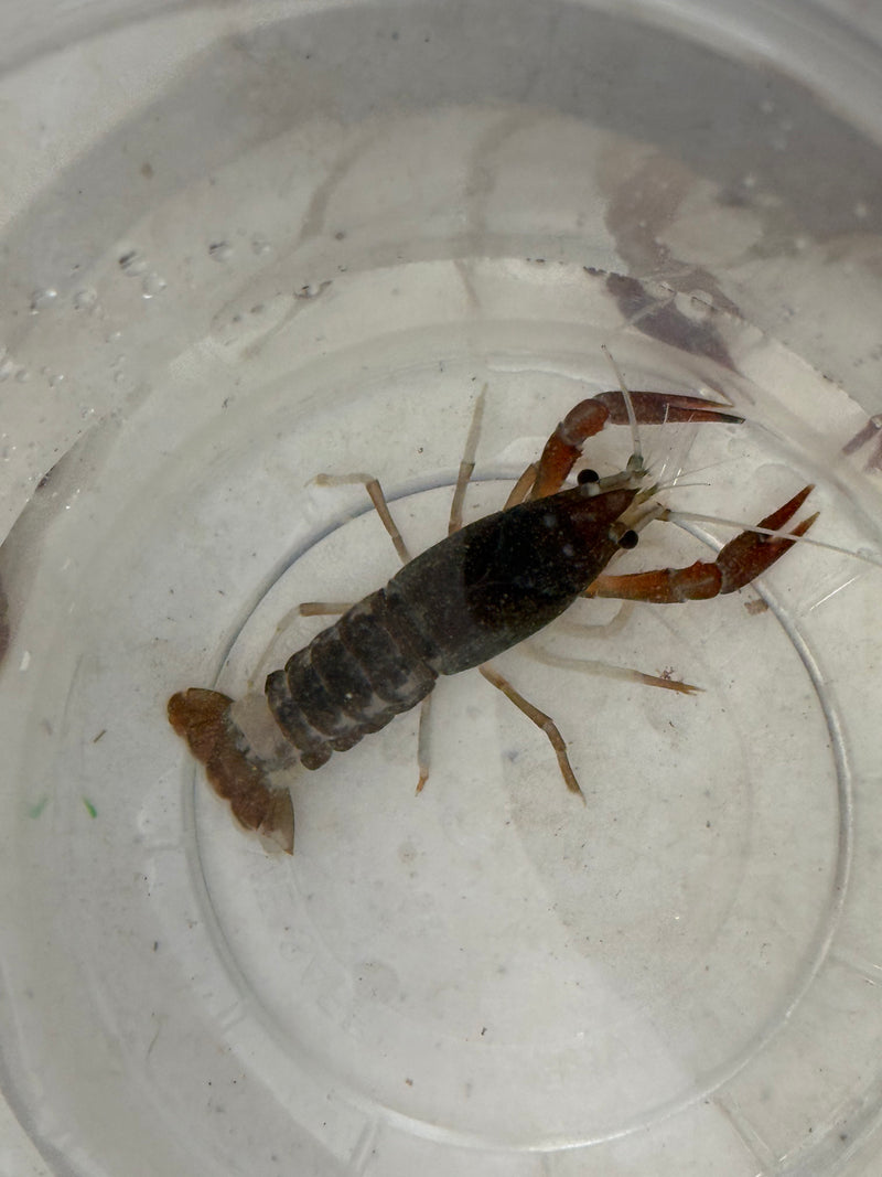 Procambarus clarkii "Tricolor Ghost" Lobster Female Pet Crayfish