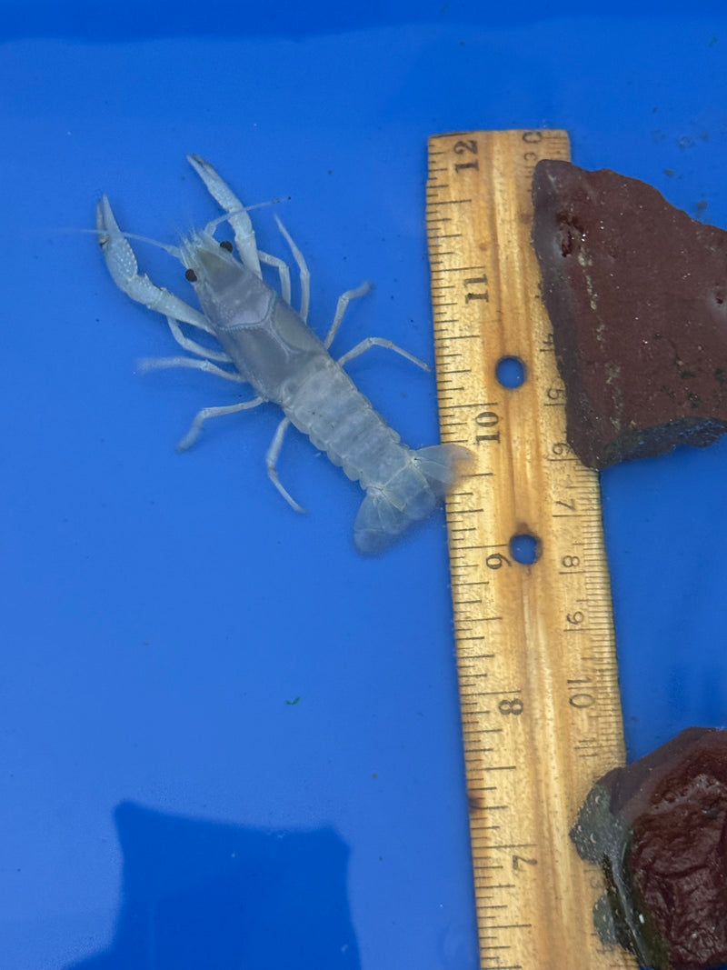 Procambarus clarkii "Blue Ghost" Lobster Female Pet Crayfish