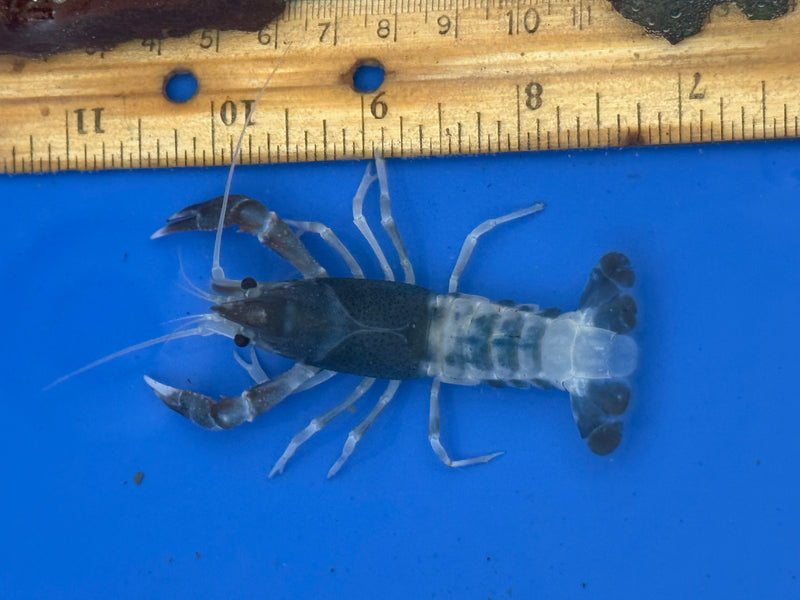 Procambarus clarkii "Blue Ghost" Lobster Female Pet Crayfish