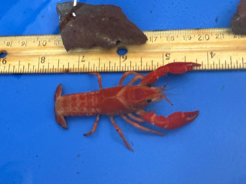 Procambarus clarkii "Orange Ghost" Lobster Female Pet Crayfish