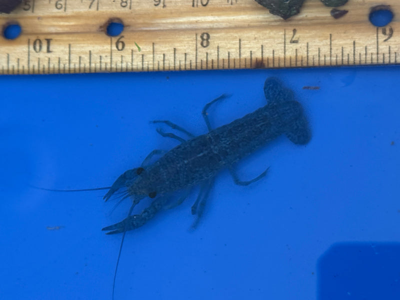 Procambarus alleni "Electric Blue Lobster" Female Pet Crayfish