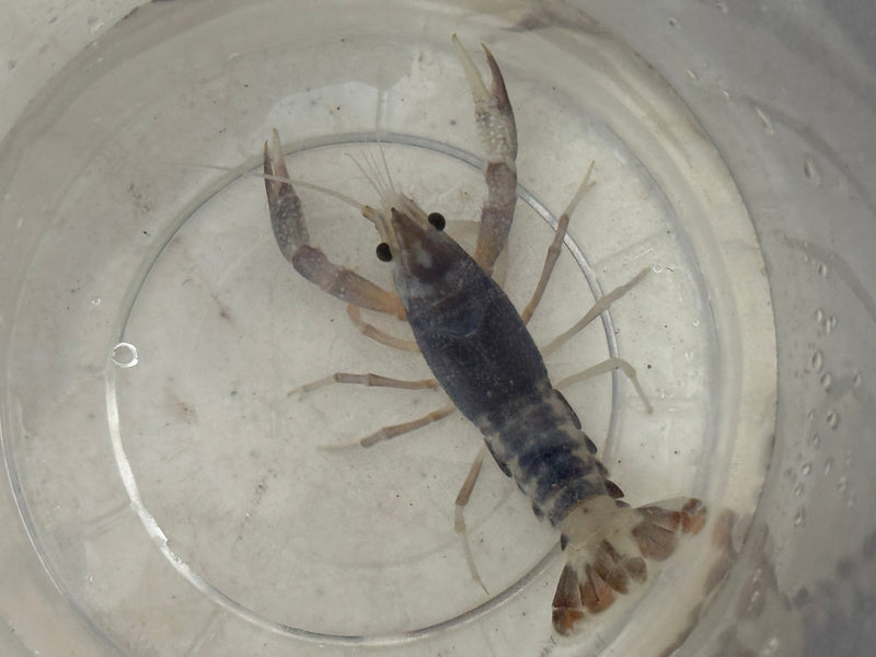 Procambarus clarkii "Tricolor Ghost" Lobster Female Pet Crayfish