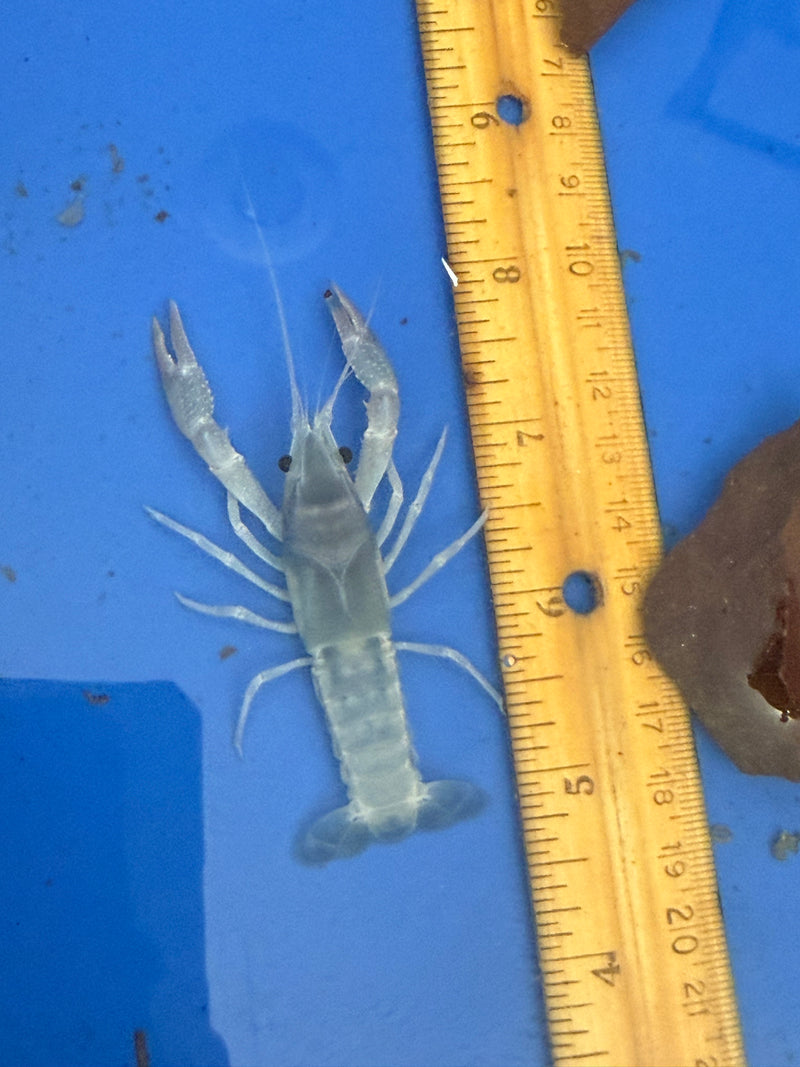 Procambarus clarkii "Blue Ghost" Lobster Male Pet Crayfish