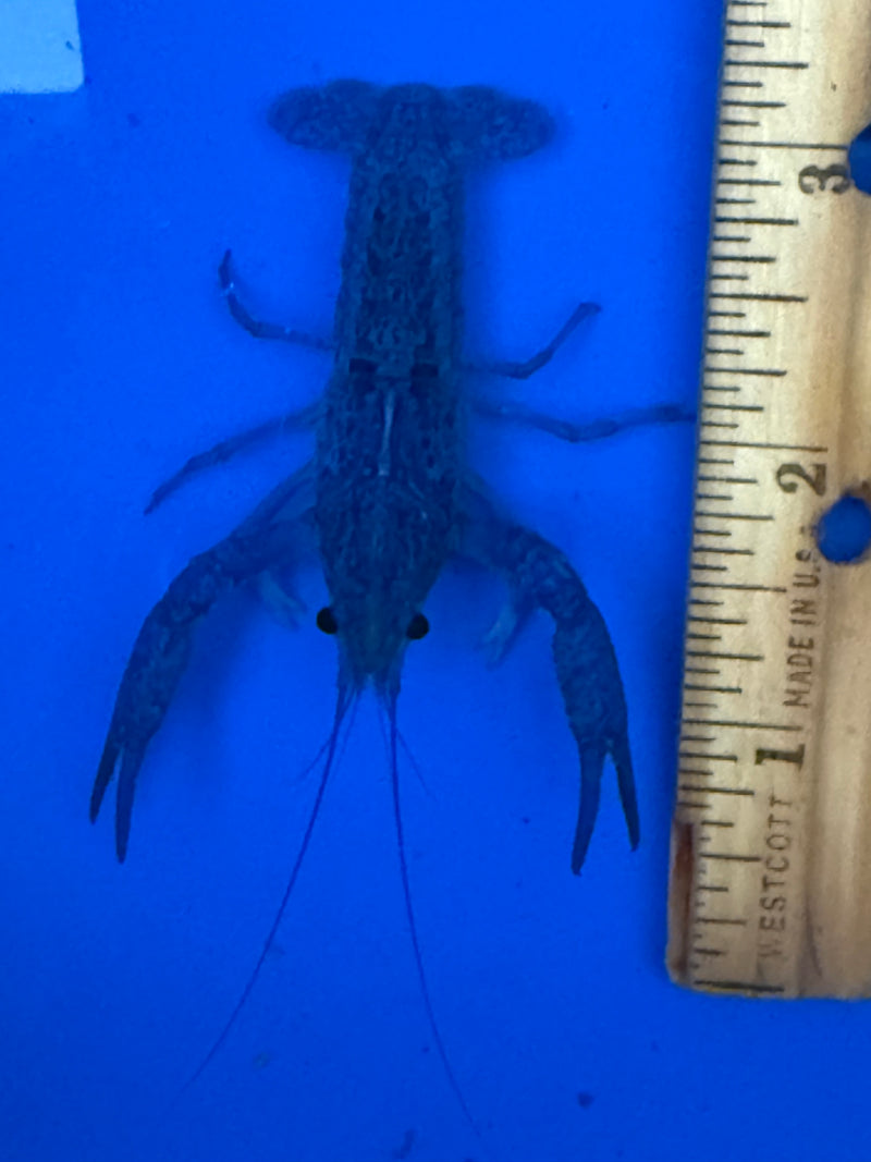 Procambarus alleni "Electric Blue Lobster" Male Pet Crayfish