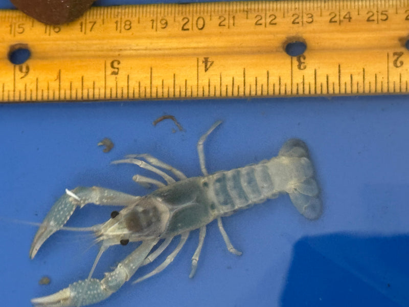 Procambarus clarkii "Blue Ghost" Lobster Male Pet Crayfish